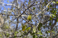 Erythroxylum havanense