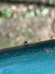 Dendryphantina
