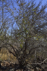 Erythroxylum havanense