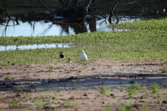 Ardea alba