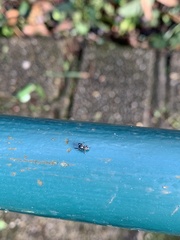 Dendryphantina