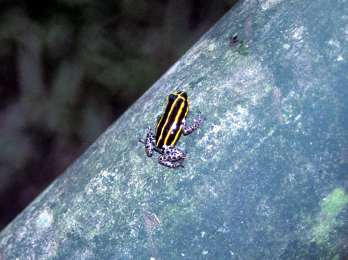 Ranitomeya sirensis
