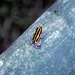 Bamboo Poison Frog - Photo (c) Kyle Van Houtan, some rights reserved (CC BY), uploaded by Kyle Van Houtan