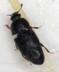 Caplothorax lugubris