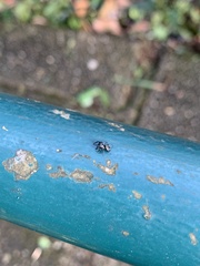 Dendryphantina