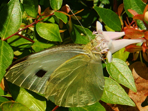 Large white