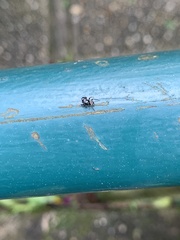 Dendryphantina