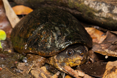Claudius angustatus