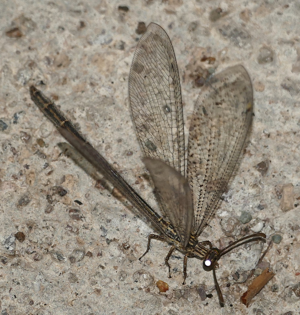 Brachynemurus hubbardii