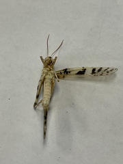 Dissosteira spurcata