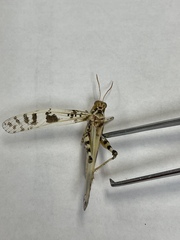 Dissosteira spurcata