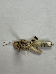 Dissosteira spurcata