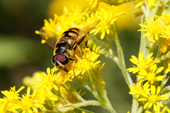 Myathropa florea