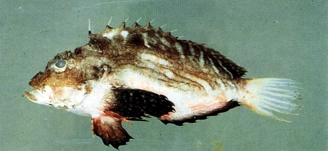 Fivekeel stinger (Minous quincarinatus) — Synanceiidae