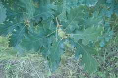 Quercus × rosacea