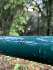 Chapoda