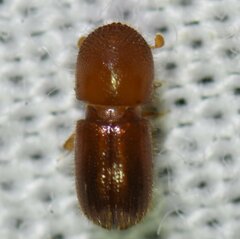 Coptoborus ricini