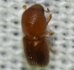 Coptoborus ricini