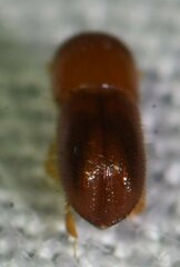 Coptoborus ricini