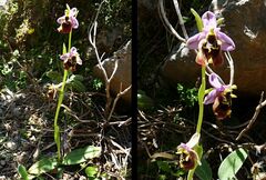 Ophrys fuciflora maxima