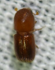 Coptoborus ricini