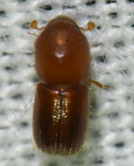Coptoborus ricini