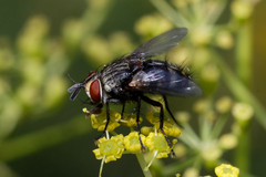 Exoristinae