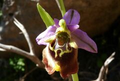 Ophrys fuciflora maxima