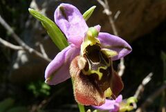 Ophrys fuciflora maxima