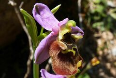 Ophrys fuciflora maxima