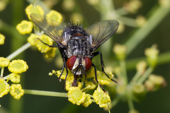Exoristinae