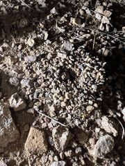 Myrmecocystus mexicanus