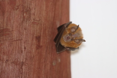 Rhinolophus landeri