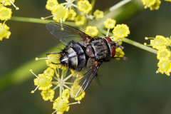 Exoristinae