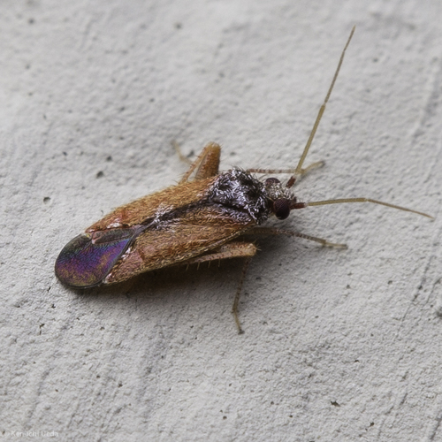 Parthenicus picicollis
