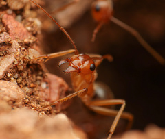Myrmecocystus mexicanus