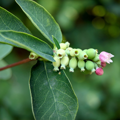 Symphoricarpos albus