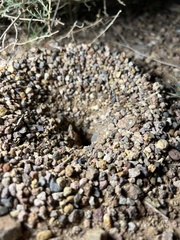 Myrmecocystus mexicanus