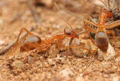 Myrmecocystus mexicanus
