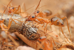 Myrmecocystus mexicanus