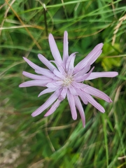 Scorzonera rosea