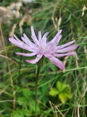 Scorzonera rosea