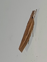 Agriphila tristella