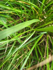 Scorzonera rosea