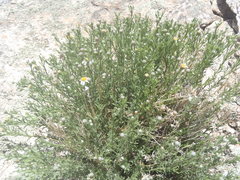 Perityle coronopifolia