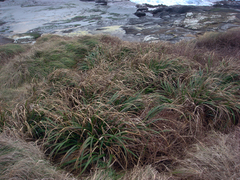 Carex trifida