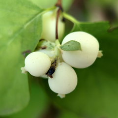 Symphoricarpos albus
