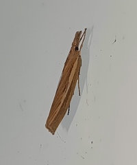 Agriphila tristella