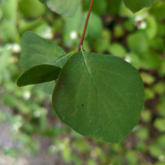 Symphoricarpos albus