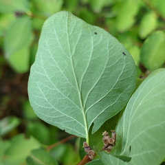 Symphoricarpos albus